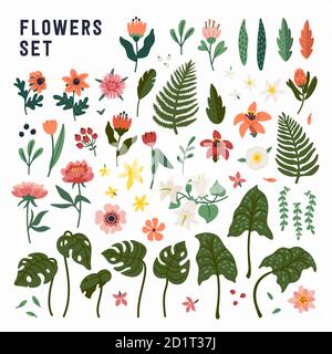 Ensemble de fleurs. Collection de fleurs sauvages et de jardin fleuries, éléments décoratifs de design floral. Illustration de Vecteur
