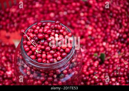 Canneberges et mûres saines, fraîches et rouges, dans un marché alimentaire de rue prêt à vendre et à manger, avec pot en verre Banque D'Images