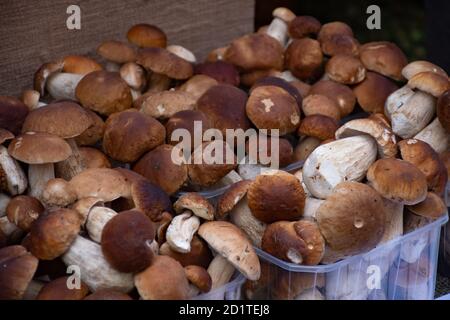 Champignons porcini boletus à vendre dans de petits paniers dans un marché de la nourriture de rue, récolte d'automne Banque D'Images