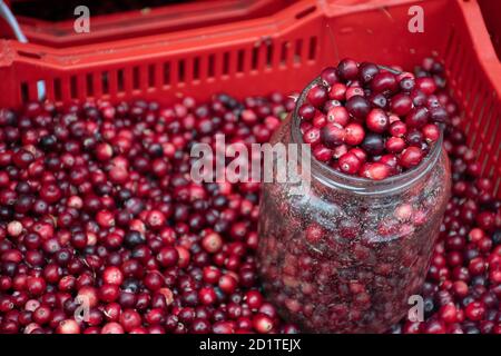 Canneberges et mûres saines, fraîches et rouges, dans un marché alimentaire de rue prêt à vendre et à manger, avec pot en verre Banque D'Images