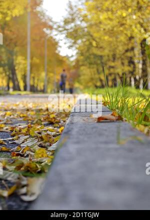 Feuillage sec tombé sur le chemin asphalté du parc d'automne. Vue en angle bas, mise au point sélective. Banque D'Images