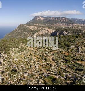 olivar de son Oleza y puig de sa Talaia Vella, Valldemossa, Majorque, Iles Baléares, Espagne Banque D'Images