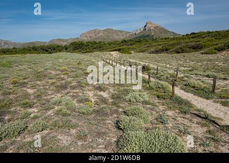 Chemin en bois pour protéger les dunes, Arenal de sa Canova, Artà - Santa Margalida, zone naturelle d'intérêt spécial, Majorque, Iles Baléares, Espagne Banque D'Images