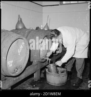 Un homme tirant un échantillon de bière d'un baril. Banque D'Images