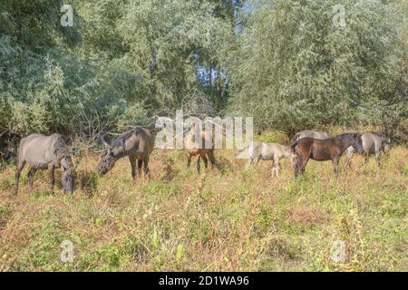 Les chevaux Hutsul sort Rewilding Europe / Rewilding Ukraine sur l'île de Tataru - Parc paysager régional 'Iles Izmail', Ukraine Banque D'Images