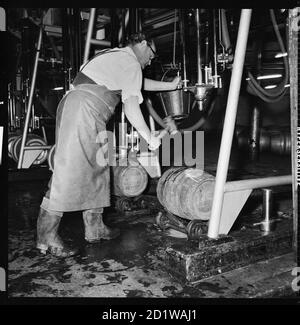 McMullen's Brewery, Hartham Lane, Hertford, Hertfordshire. Fûts ou fûts en bois remplis de bière à la brasserie McMullen's Hertford. Banque D'Images