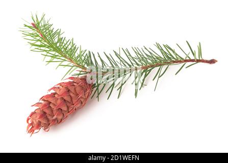 Branche de sapin de Douglas avec pinecone isolée sur fond blanc Banque D'Images