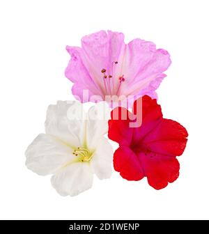 Fleurs de quatre heures isolées sur fond blanc Banque D'Images