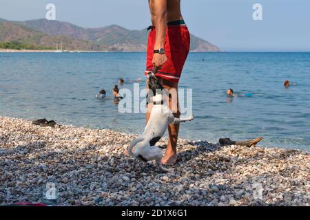 Chien blanc jouant avec le bâton dans lequel la main de l'homme dehors par mer Banque D'Images