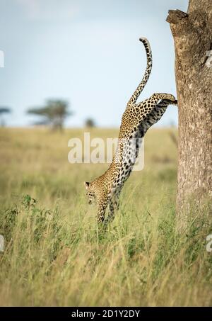 Portrait vertical d'un léopard adulte qui rebondit de l'arbre Dans le parc national de Serengeti en Tanzanie Banque D'Images