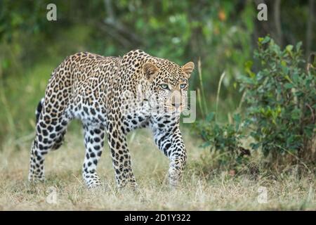 Léopard mâle adulte avec yeux bleus marchant dans le Bush vert À Masai Mara au Kenya Banque D'Images