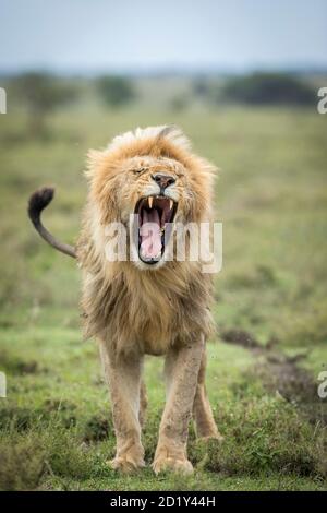 Portrait vertical d'un magnifique lion mâle avec une bouée moelleuse Bâillements à Ndutu Tanzanie Banque D'Images