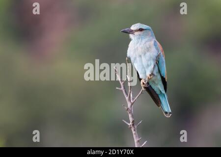 Rouleau européen (Coracias garrulus) perché sur une branche d'arbre dans le parc national Kruger, Afrique du Sud avec fond de bokeh Banque D'Images