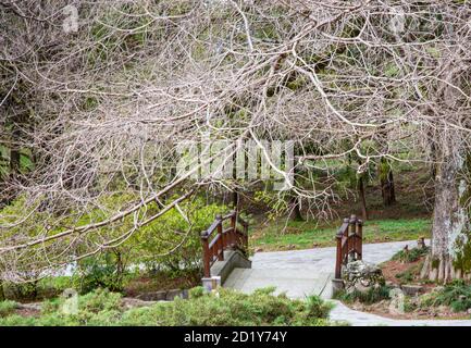 Jardin de style japonais, début printemps. Jardinage - un jardin dans la culture orientale Banque D'Images