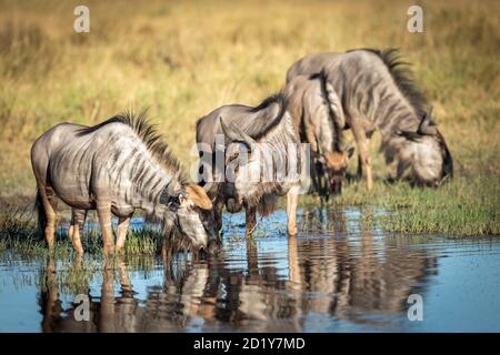 Troupeau de plus sauvage debout au bord de la rivière buvant L'eau dans la lumière dorée du matin à Moremi au Botswana Banque D'Images