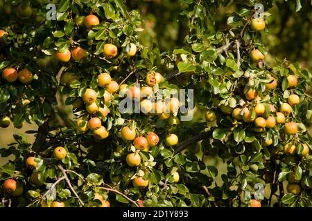 Pré orchard dans les plaines inondables du Rhin dans le district de Rheinkassel, pommier, Cologne, Allemagne. Streuobstétrique in den Rheinauen im S. Banque D'Images