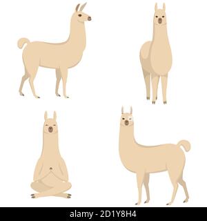 Ensemble vectoriel de lamas dans différentes poses. Animaux mignons de style dessin animé. Illustration de Vecteur