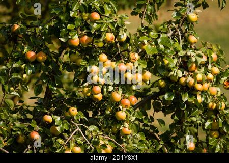 Pré orchard dans les plaines inondables du Rhin dans le district de Rheinkassel, pommier, Cologne, Allemagne. Streuobstétrique in den Rheinauen im S. Banque D'Images