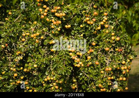 Pré orchard dans les plaines inondables du Rhin dans le district de Rheinkassel, pommier, Cologne, Allemagne. Streuobstétrique in den Rheinauen im S. Banque D'Images