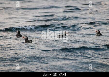 Le Puffin fait des flys autour de Bleiksoy Banque D'Images