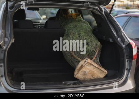 Sapin de Noël emballé dans un coffre de la voiture