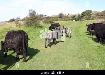 Vaches et veaux paître sur la voie publique à travers les prairies rurales. Banque D'Images