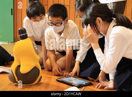 Tokyo, Japon. 6 octobre 2020. Les enfants de sixième année de l'école élémentaire Ouji-daini apprennent la programmation pour faire fonctionner un robot de communication LOVOT, développé par Groove X en utilisant une tablette à leur école à Tokyo le mardi 6 octobre 2020. Le Japon a commencé des cours de programmation informatique dans les écoles primaires compulsorly à partir de cette année pour construire les bases de la technologie de l'information. Credit: Yoshio Tsunoda/AFLO/Alay Live News Banque D'Images