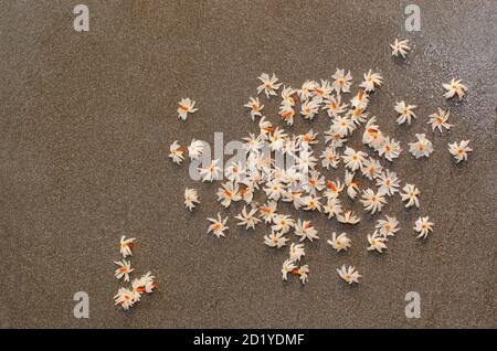 Fleurs Parijat sur fond gris. Fleurs parfumées de jasmin ou de Shefali à la nuit de floraison. Corolle blanche avec un centre orange-rouge Banque D'Images