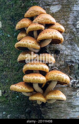 Pholiota aurivella Scalycap doré poussant sur un bouleau. Banque D'Images