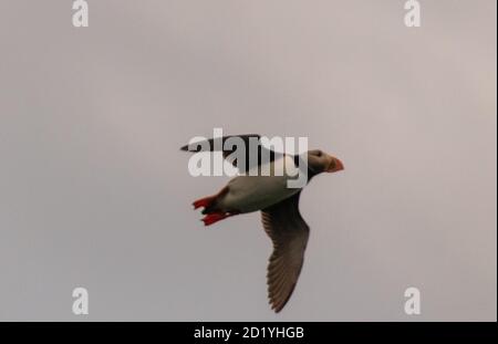 Le Puffin fait des flys autour de Bleiksoy Banque D'Images