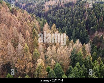 Vue aérienne par drone du dépérissement de la forêt dans le centre-nord de l'Allemagne. La mort d'épinettes dans les montagnes de Harz, en Basse-Saxe. Banque D'Images