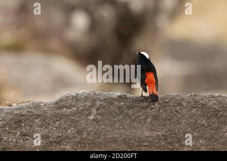 Redstart à capuchon blanc, Chaimarrornis leucocephalus, Sattal, Uttarakhand, Inde Banque D'Images