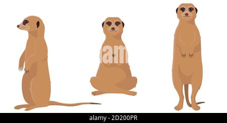 Meerkat dans différentes poses. Animaux mignons de style dessin animé isolés sur fond blanc. Illustration de Vecteur