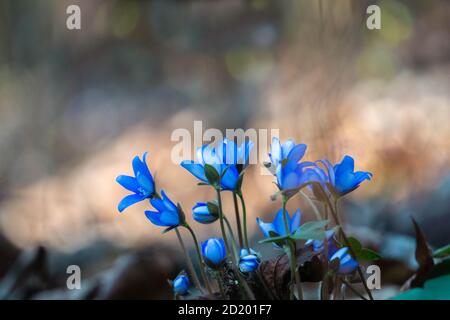 Fleurs printanières de la forêt en gros plan en flou sur fond flou dans la forêt. Les premières fleurs, appelées Anemone hepatica, fleurissent au début du printemps. S Banque D'Images