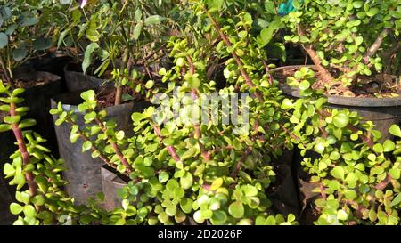 Ovate de Crassula également appelée plante de jade ou plante chanceuse ou arbre monétaire Banque D'Images
