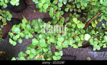 Ovate de Crassula également appelée plante de jade ou plante chanceuse ou arbre monétaire Banque D'Images