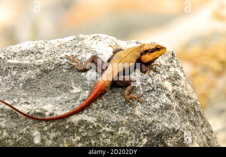 Rock péninsulaire Agama, Psammophilus dorsalis, Lac Begur, Bangalore Outskrits, Karnataka, Inde Banque D'Images