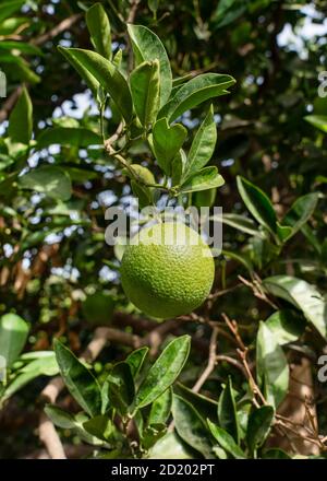 Un citron vert biologique mûr mûrit sur un arbre dans un jardin. Banque D'Images