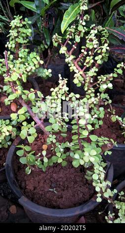 Ovate de Crassula également appelée plante de jade ou plante chanceuse ou arbre monétaire Banque D'Images