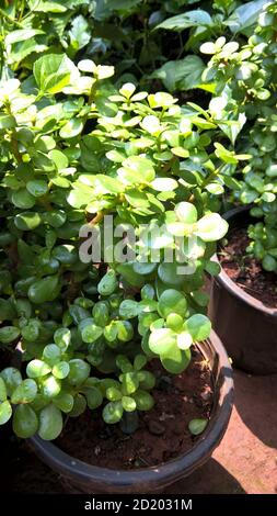 Ovate de Crassula également appelée plante de jade ou plante chanceuse ou arbre monétaire Banque D'Images