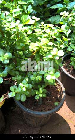 Ovate de Crassula également appelée plante de jade ou plante chanceuse ou arbre monétaire Banque D'Images
