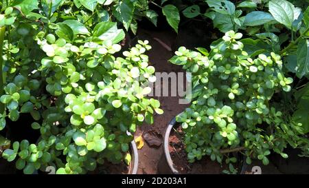 Ovate de Crassula également appelée plante de jade ou plante chanceuse ou arbre monétaire Banque D'Images