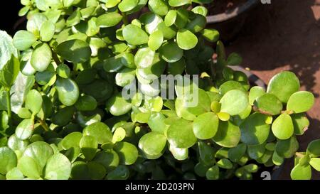 Ovate de Crassula également appelée plante de jade ou plante chanceuse ou arbre monétaire Banque D'Images
