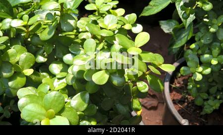 Ovate de Crassula également appelée plante de jade ou plante chanceuse ou arbre monétaire Banque D'Images