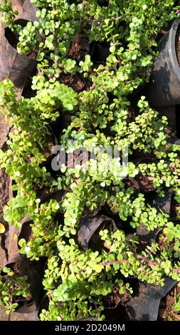 Ovate de Crassula également appelée plante de jade ou plante chanceuse ou arbre monétaire Banque D'Images