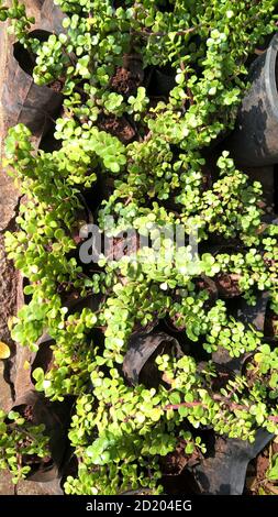 Ovate de Crassula également appelée plante de jade ou plante chanceuse ou arbre monétaire Banque D'Images
