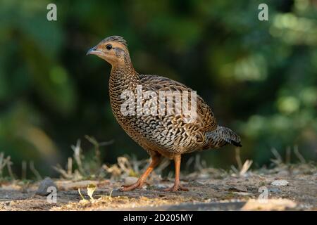 Francolin noir, Francolinus francolinus, Femme, Sattal, Nanital, Uttarakhand, Inde Banque D'Images