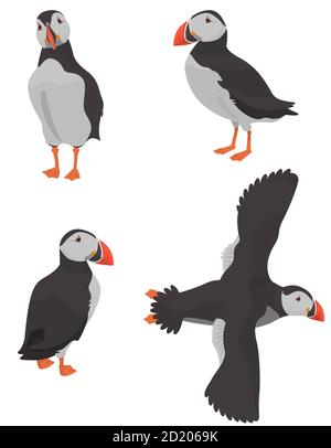 Macareux de l'Atlantique dans différentes poses. Oiseau du Nord dans le style de dessin animé. Illustration de Vecteur
