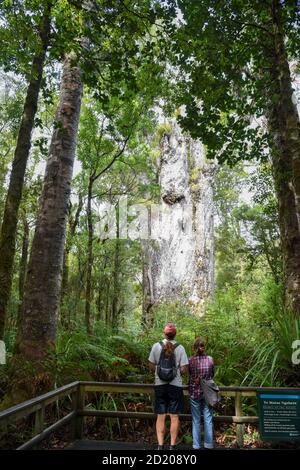 Northland, Nouvelle-Zélande. 6 octobre 2020. Les gens voient un kauri dans la forêt de Waipoua, dans le Northland, en Nouvelle-Zélande, le 6 octobre 2020. Waipoua, et les forêts voisines, constituent la plus grande étendue restante de forêt indigène du Nord ainsi que la maison des arbres kauri. Credit: Guo Lei/Xinhua/Alay Live News Banque D'Images