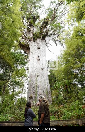 Northland, Nouvelle-Zélande. 6 octobre 2020. Les gens voient un kauri dans la forêt de Waipoua, dans le Northland, en Nouvelle-Zélande, le 6 octobre 2020. Waipoua, et les forêts voisines, constituent la plus grande étendue restante de forêt indigène du Nord ainsi que la maison des arbres kauri. Credit: Guo Lei/Xinhua/Alay Live News Banque D'Images